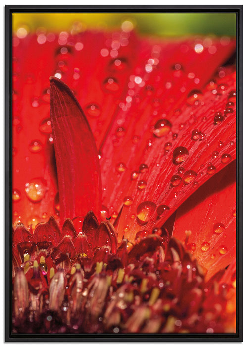 Tautropfen auf roter Blume auf Leinwandbild gerahmt Größe 100x70