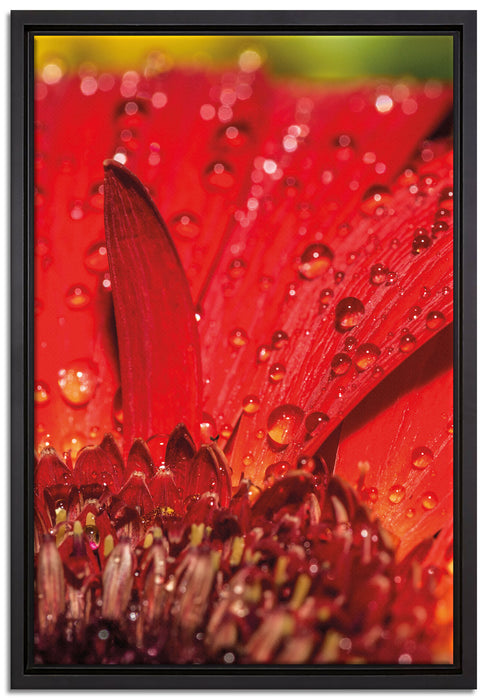 Tautropfen auf roter Blume auf Leinwandbild gerahmt Größe 60x40