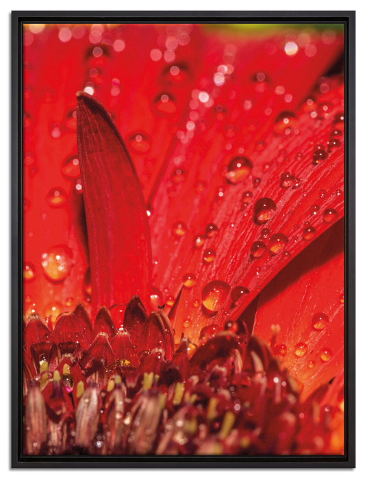 Tautropfen auf roter Blume auf Leinwandbild gerahmt Größe 80x60