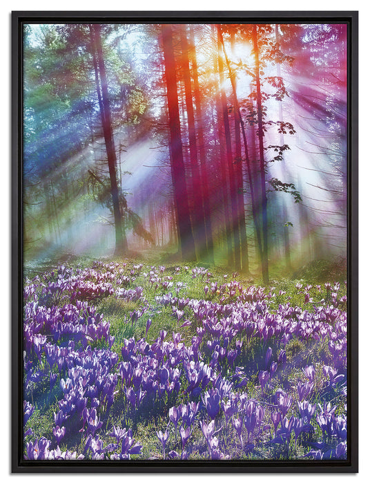 Krokusse im Wald auf Leinwandbild gerahmt Größe 80x60