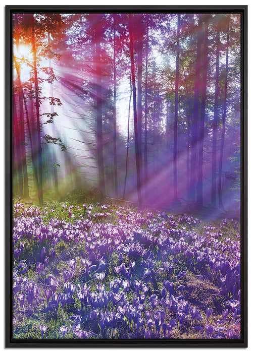Krokussfeld im Wald auf Leinwandbild gerahmt Größe 100x70