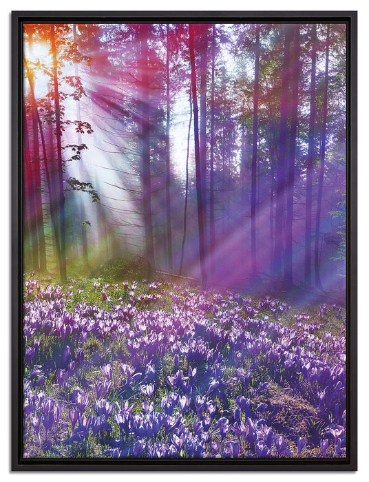 Krokussfeld im Wald auf Leinwandbild gerahmt Größe 80x60