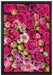 Rosa Rote Rosen auf Leinwandbild gerahmt Größe 60x40