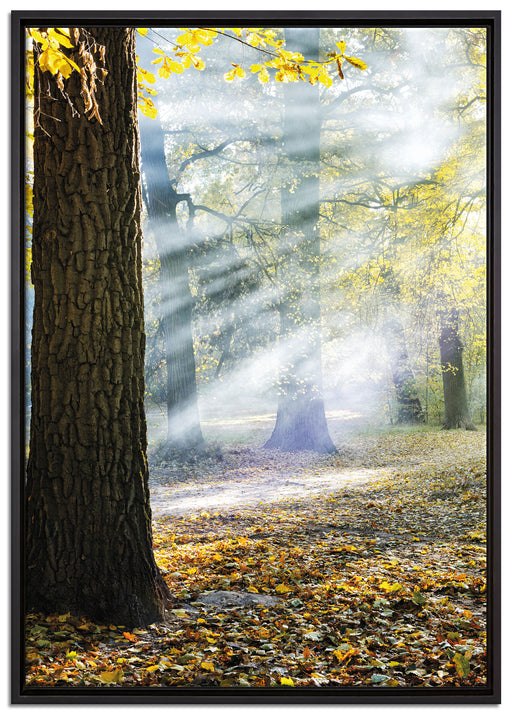Sonnenstrahlen im Wald auf Leinwandbild gerahmt Größe 100x70