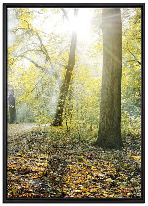 Sonnenstrahlen auf Waldlichtung auf Leinwandbild gerahmt Größe 100x70