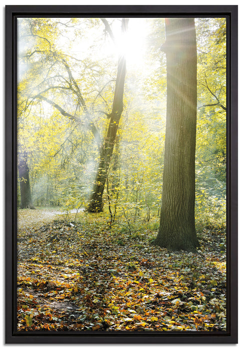 Sonnenstrahlen auf Waldlichtung auf Leinwandbild gerahmt Größe 60x40