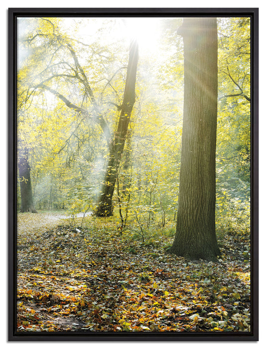 Sonnenstrahlen auf Waldlichtung auf Leinwandbild gerahmt Größe 80x60