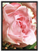 Rosa Rose auf Leinwandbild gerahmt Größe 80x60