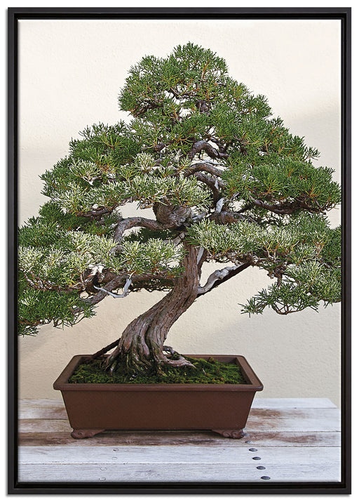 Bonsai Baum auf Leinwandbild gerahmt Größe 100x70