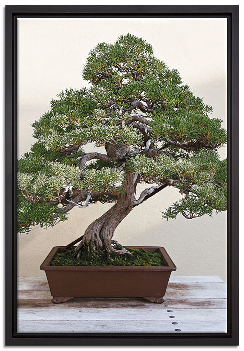 Bonsai Baum auf Leinwandbild gerahmt Größe 60x40