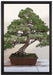Bonsai Baum auf Leinwandbild gerahmt Größe 60x40