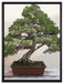 Bonsai Baum auf Leinwandbild gerahmt Größe 80x60
