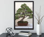 Bonsai Baum auf Leinwandbild gerahmt mit Kirschblüten