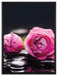 Rosa Rosenblüte Hintergrund auf Leinwandbild gerahmt Größe 80x60