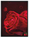 Rote Rosen Valentinstag auf Leinwandbild gerahmt Größe 80x60