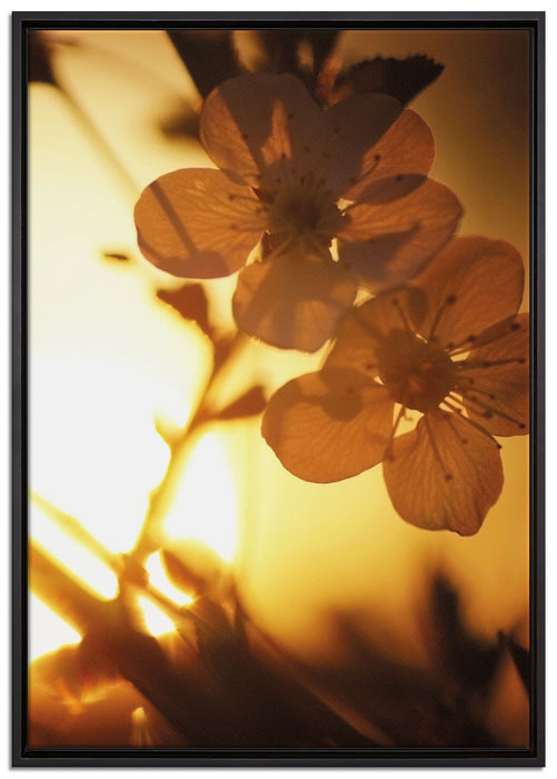 Blüten am Baum auf Leinwandbild gerahmt Größe 100x70