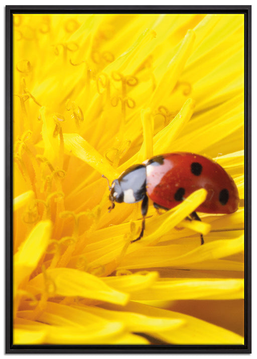 Marienkäfer Nahaufnahme auf Leinwandbild gerahmt Größe 100x70
