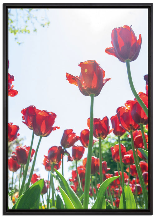 Tulpenfeld auf Leinwandbild gerahmt Größe 100x70