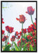 Tulpenfeld auf Leinwandbild gerahmt Größe 100x70