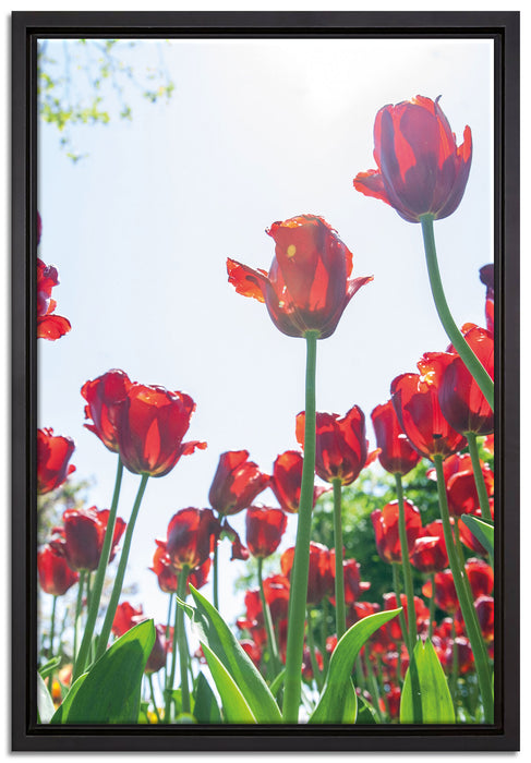 Tulpenfeld auf Leinwandbild gerahmt Größe 60x40