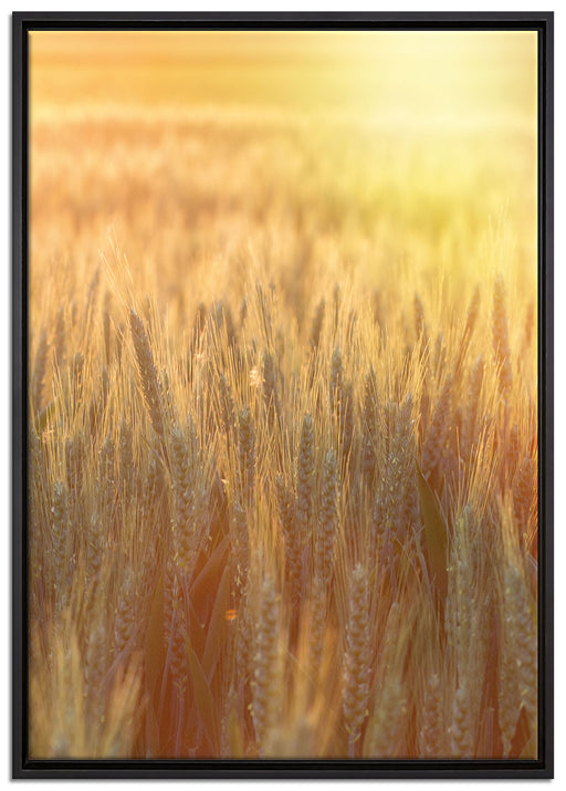 Getreidefeld auf Leinwandbild gerahmt Größe 100x70