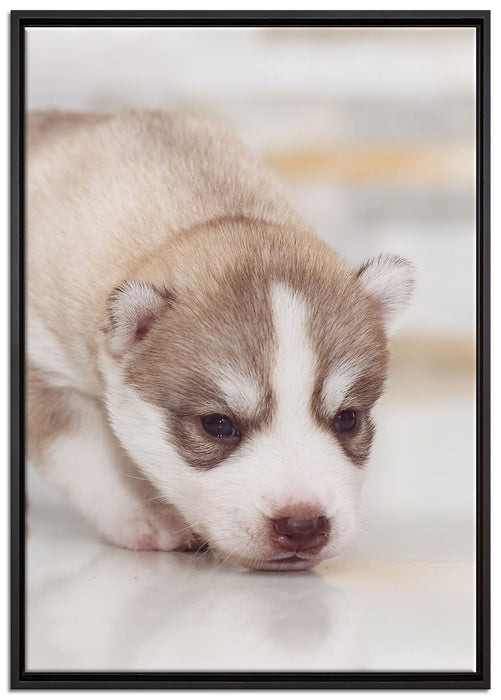 Husky Welpe auf Leinwandbild gerahmt Größe 100x70