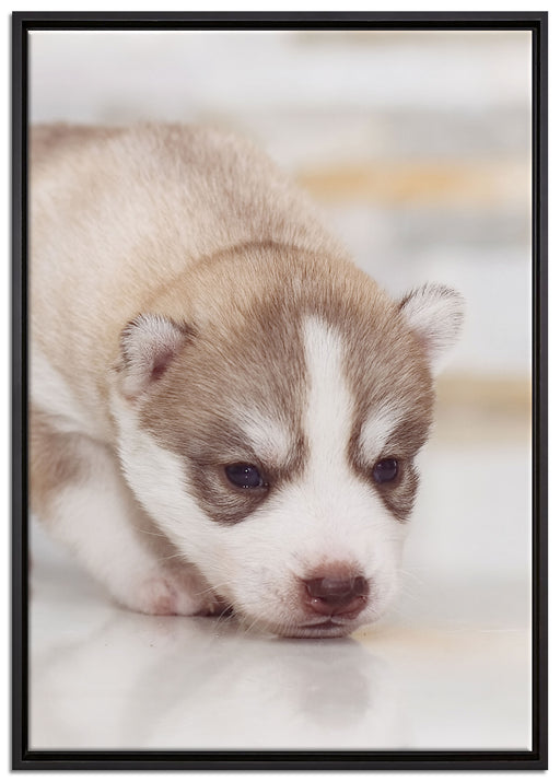 Husky Welpe auf Leinwandbild gerahmt Größe 100x70