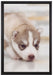 Husky Welpe auf Leinwandbild gerahmt Größe 60x40
