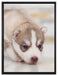 Husky Welpe auf Leinwandbild gerahmt Größe 80x60