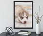 Husky Welpe auf Leinwandbild gerahmt mit Kirschblüten