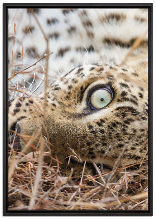Leopard auf Leinwandbild gerahmt Größe 100x70