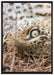 Leopard auf Leinwandbild gerahmt Größe 100x70