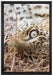Leopard auf Leinwandbild gerahmt Größe 60x40