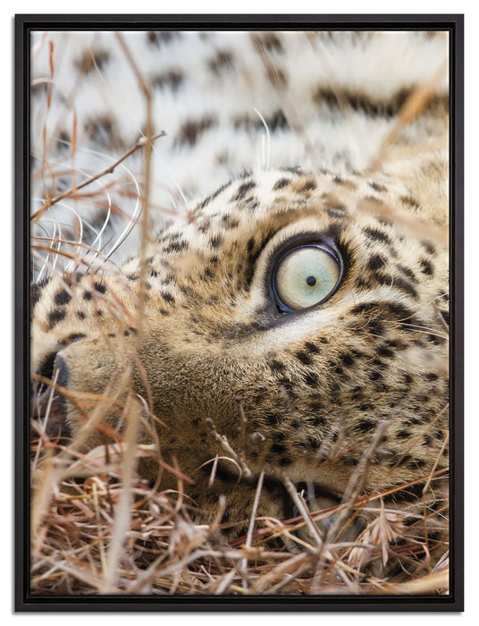 Leopard auf Leinwandbild gerahmt Größe 80x60