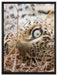 Leopard auf Leinwandbild gerahmt Größe 80x60