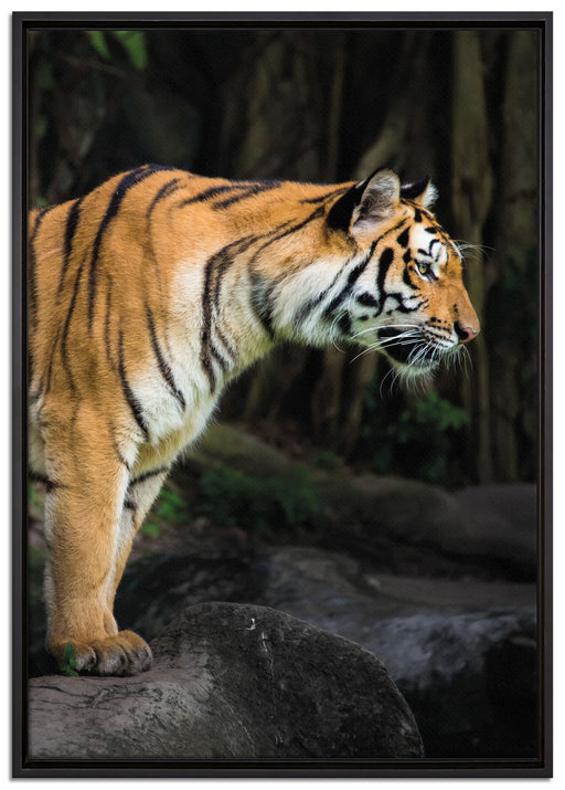 Tiger auf Leinwandbild gerahmt Größe 100x70