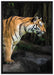 Tiger auf Leinwandbild gerahmt Größe 100x70
