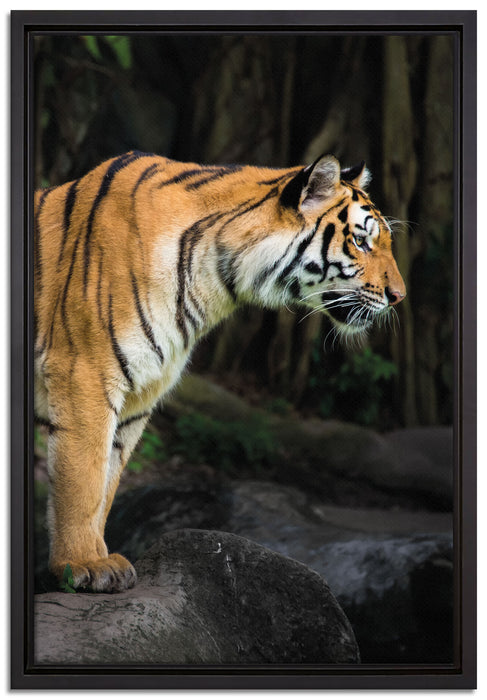 Tiger auf Leinwandbild gerahmt Größe 60x40