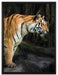 Tiger auf Leinwandbild gerahmt Größe 80x60