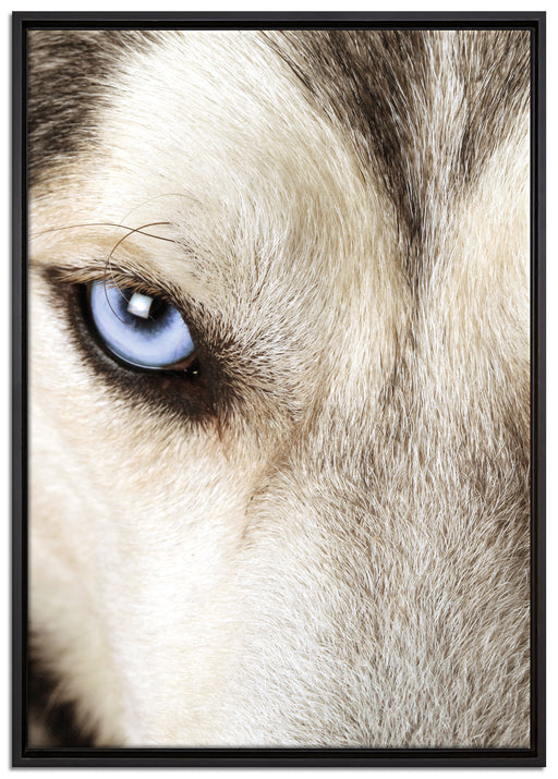 Husky eisblaue Augen auf Leinwandbild gerahmt Größe 100x70