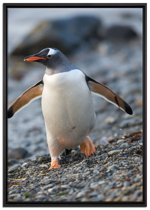 Pinguine auf Leinwandbild gerahmt Größe 100x70