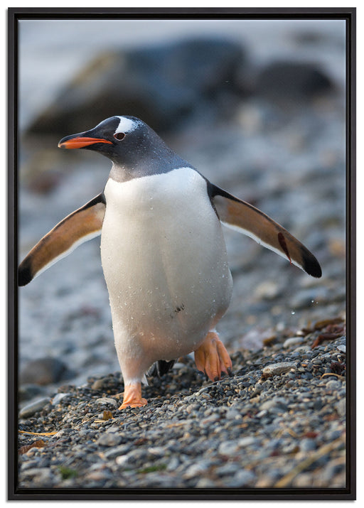 Pinguine auf Leinwandbild gerahmt Größe 100x70