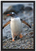 Pinguine auf Leinwandbild gerahmt Größe 60x40