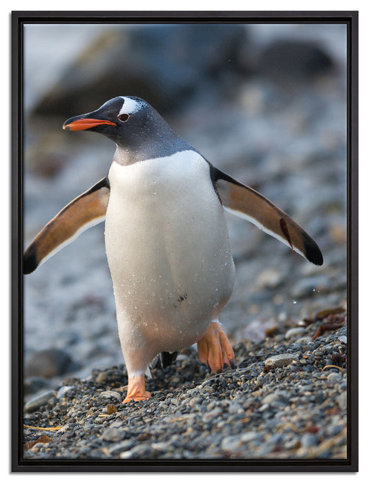 Pinguine auf Leinwandbild gerahmt Größe 80x60