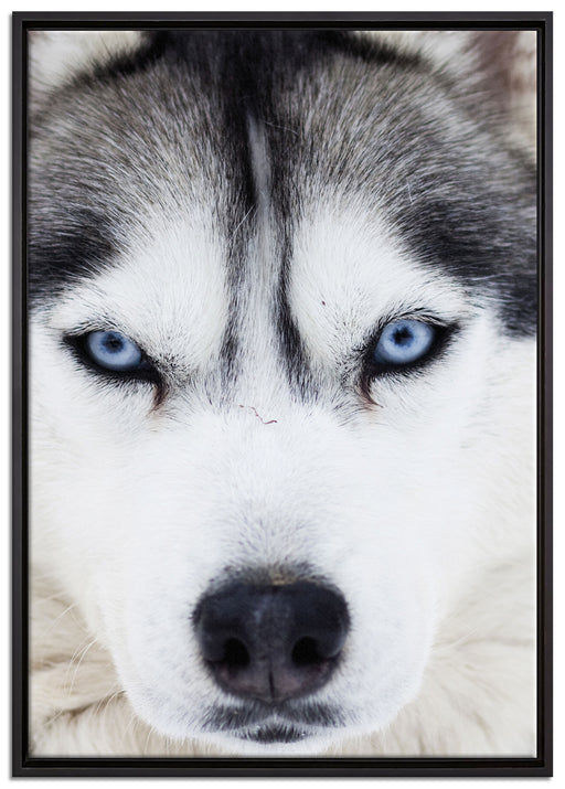 Husky auf Leinwandbild gerahmt Größe 100x70
