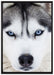 Husky auf Leinwandbild gerahmt Größe 100x70