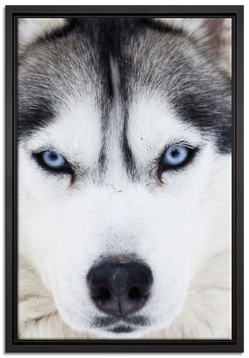 Husky auf Leinwandbild gerahmt Größe 60x40