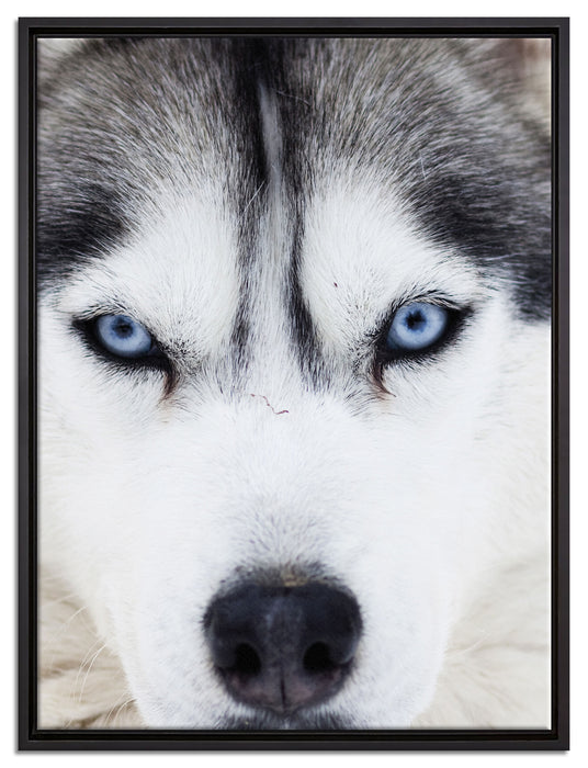 Husky auf Leinwandbild gerahmt Größe 80x60