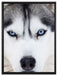 Husky auf Leinwandbild gerahmt Größe 80x60
