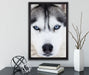 Husky auf Leinwandbild gerahmt mit Kirschblüten